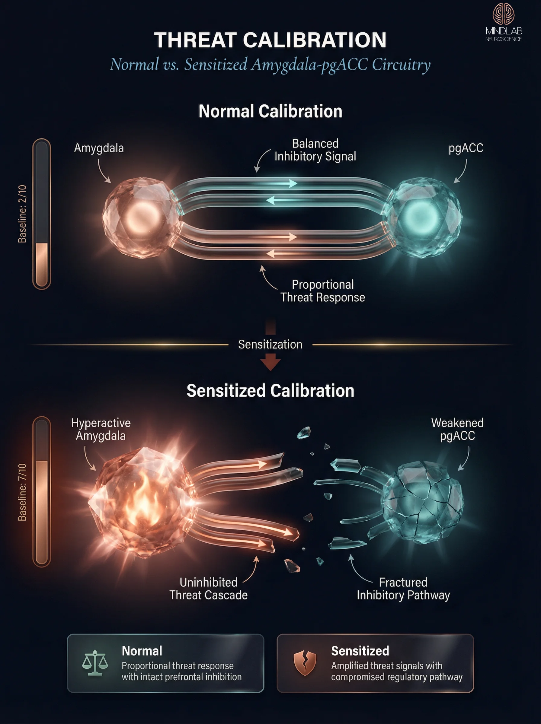Amygdala sensitization threat calibration diagram comparing normal and sensitized neural pathways — Dr. Sydney Ceruto, MindLAB Neuroscience.