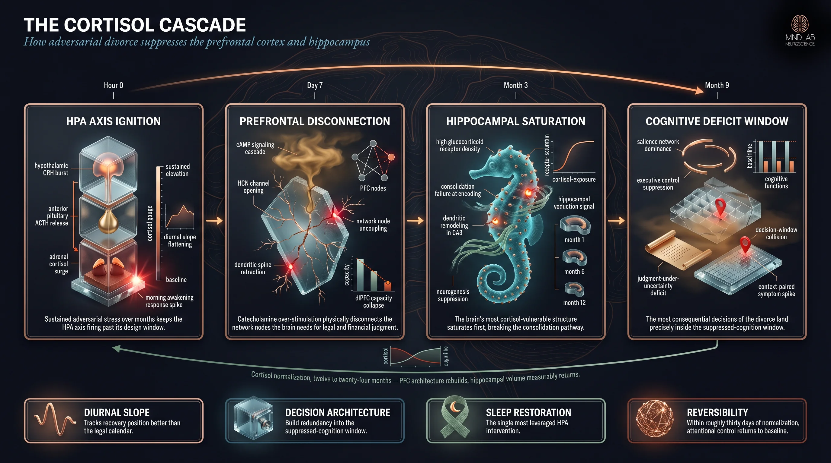 HPA axis prefrontal cortex hippocampus cortisol suppression pipeline divorce brain fog mechanism — Dr. Sydney Ceruto, MindLAB Neuroscience.