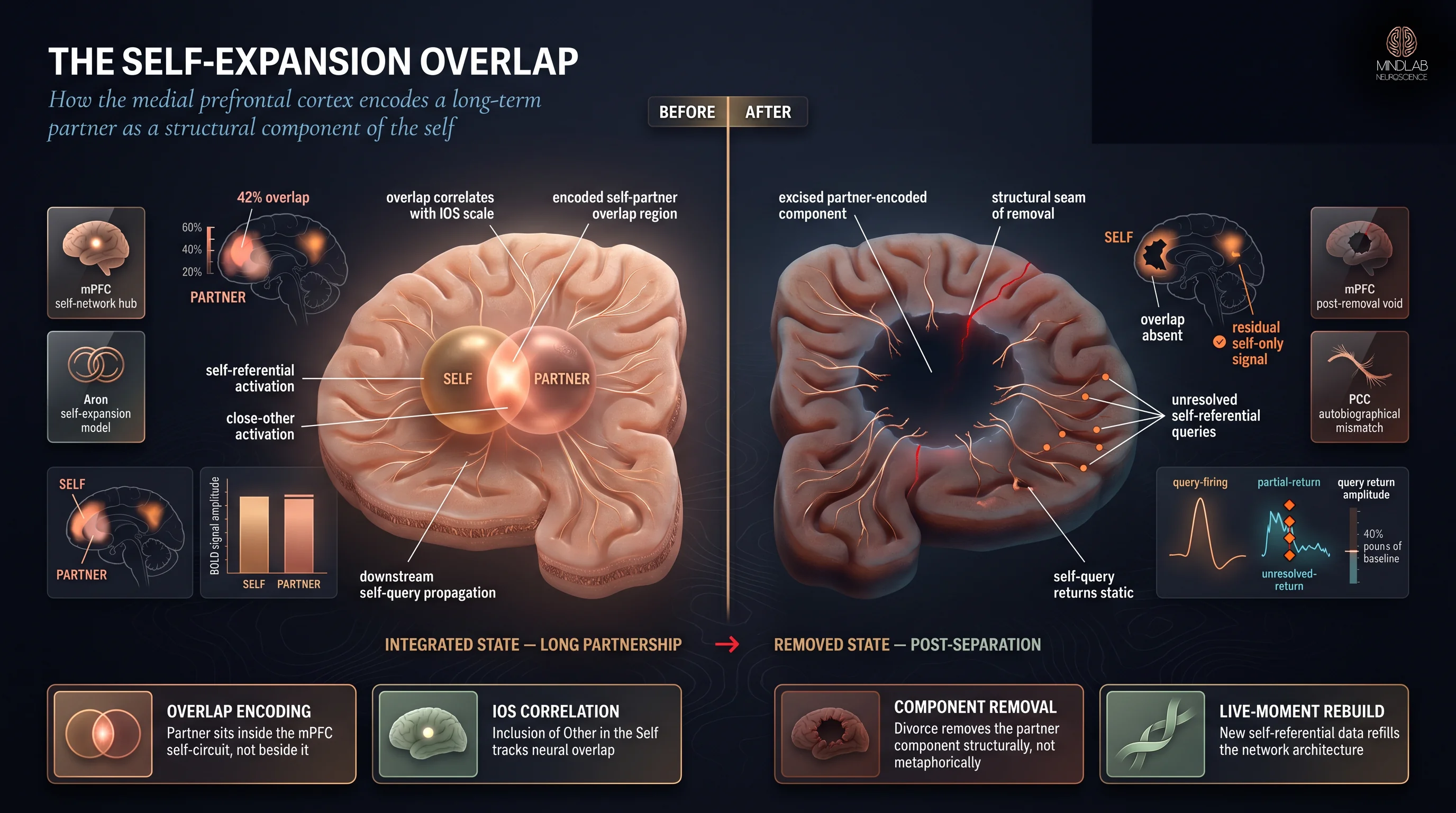 Self-expansion model fMRI medial prefrontal cortex overlapping self-partner activation diagram — Dr. Sydney Ceruto, MindLAB Neuroscience.