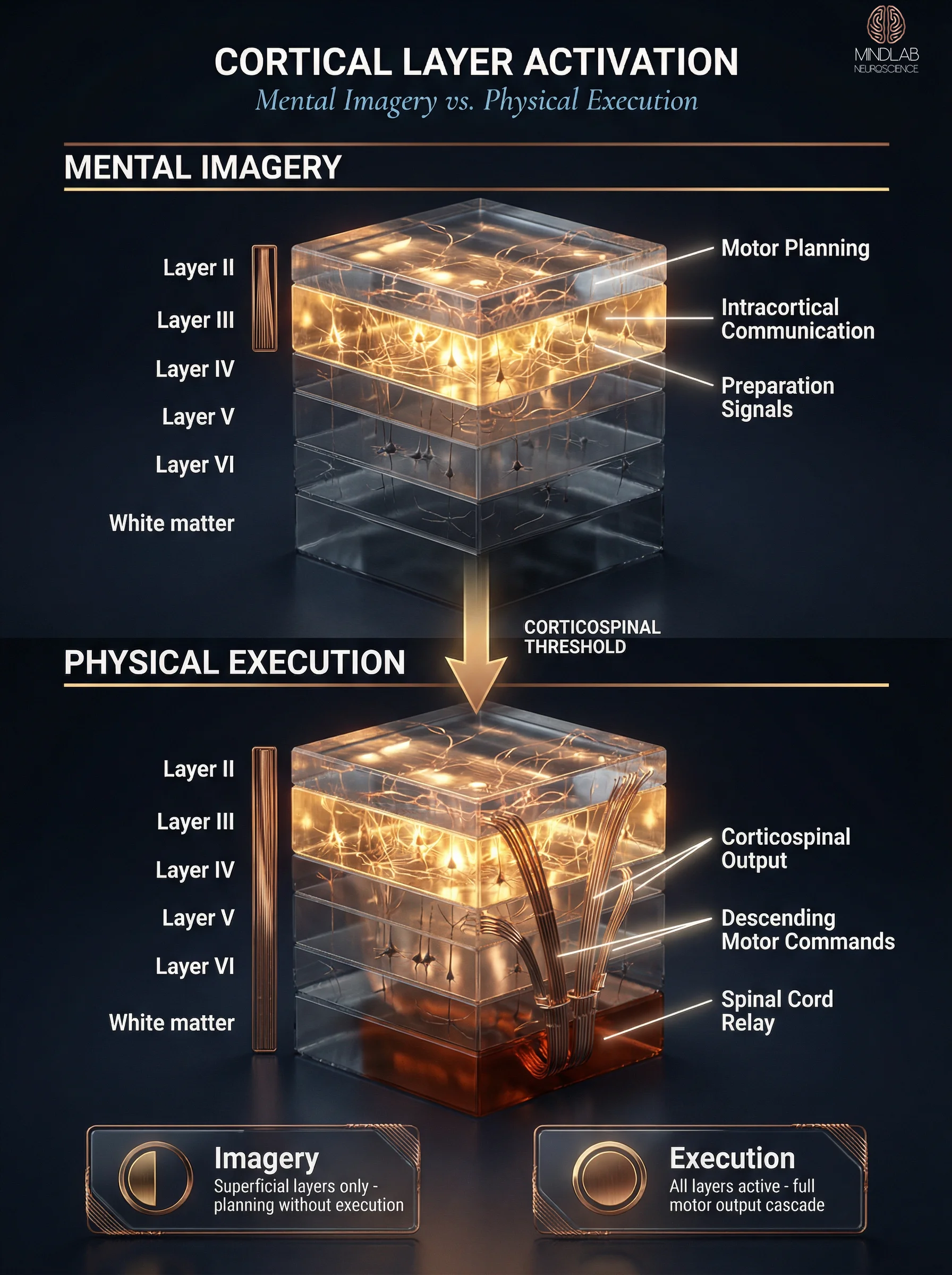 Mental imagery versus physical execution cortical layer activation comparison diagram — Dr. Sydney Ceruto, MindLAB Neuroscience.