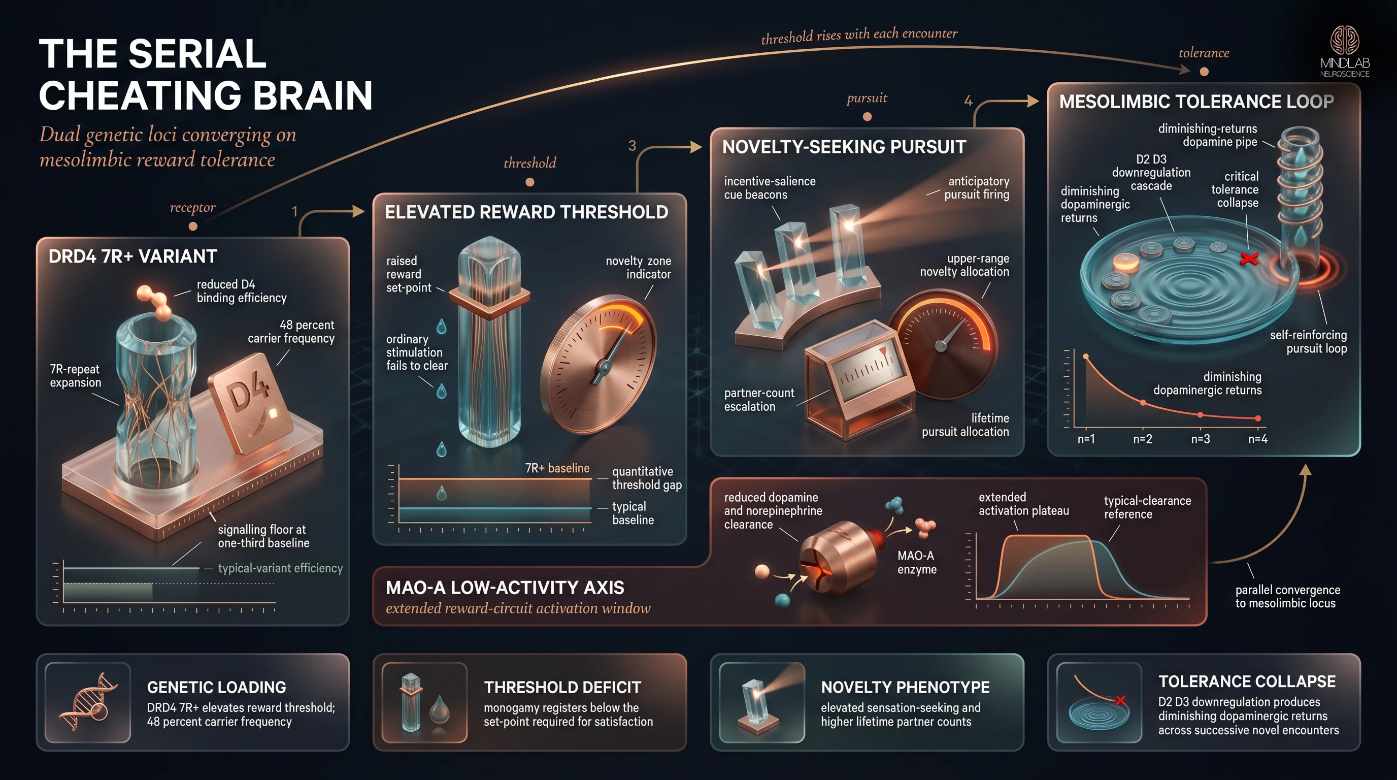 DRD4 7R+ allele cascade and MAO-A dopamine-clearance axis producing mesolimbic tolerance — infographic — Dr. Sydney Ceruto, MindLAB Neuroscience.