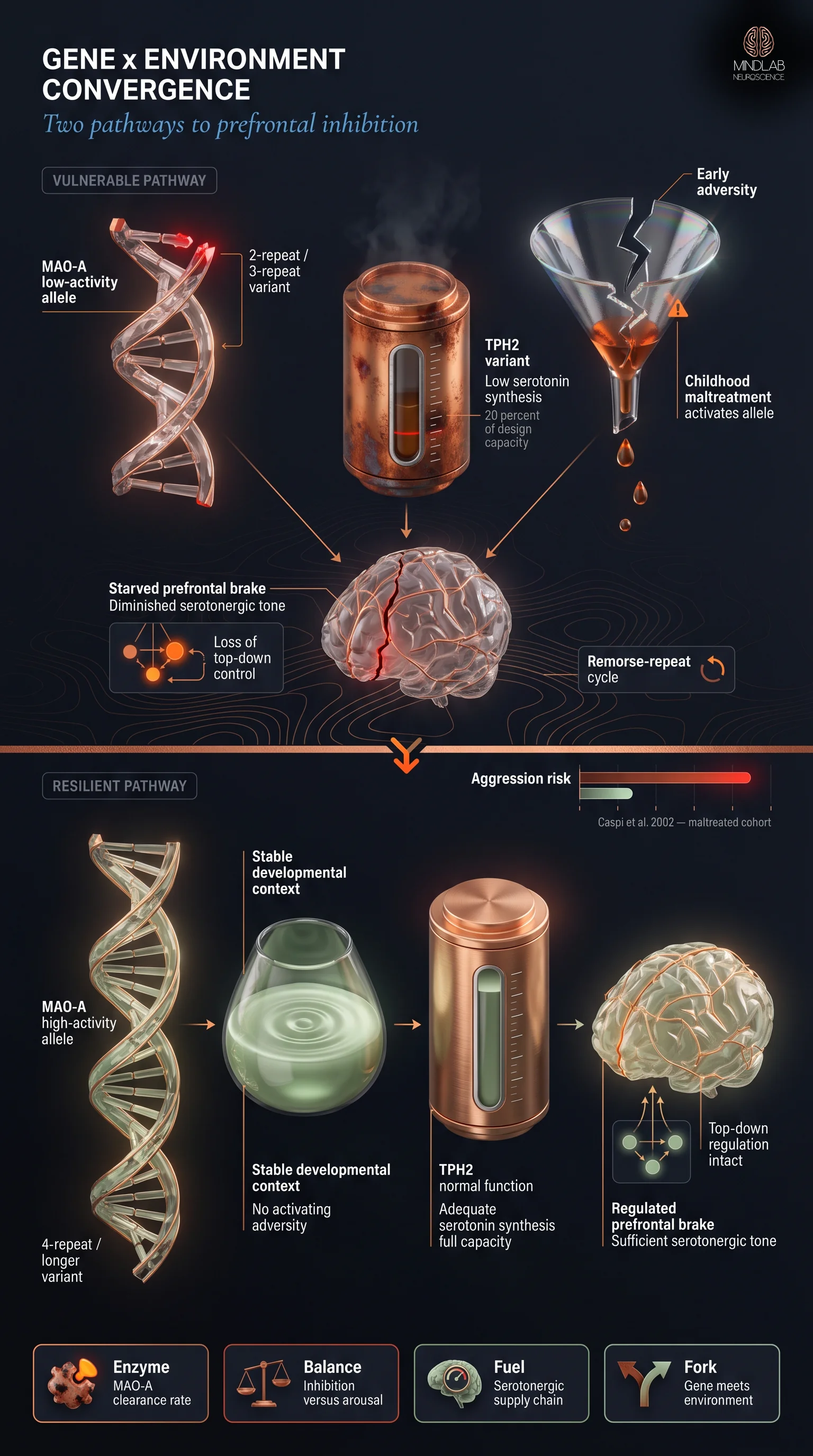 MAO-A gene environment interaction aggression flowchart — genetic variants converging on serotonergic prefrontal inhibition — Dr. Sydney Ceruto, MindLAB Neuroscience.